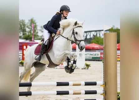 Connemara, Mare, 6 years, 14.2 hh, Grey