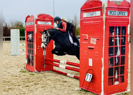 Connemara, Mare, 6 years, 14 hh, Gray