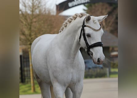 Connemara, Mare, 6 years, 14,1 hh, Grey