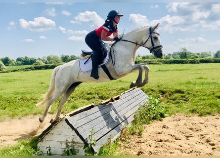 Connemara, Mare, 6 years, 15,1 hh, Gray