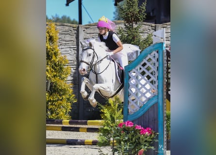 Connemara Mix, Stute, 7 Jahre, 13,2 hh, Schimmel