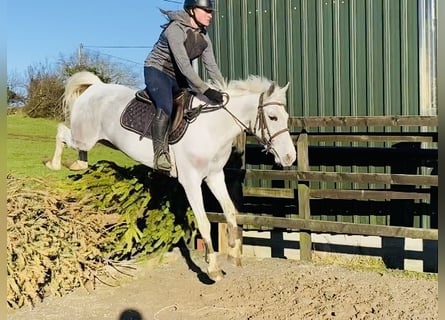 Connemara, Mare, 7 years, 14,1 hh, Gray-Blue-Tan