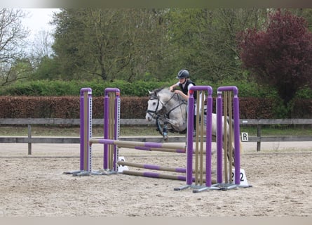 Connemara Mix, Mare, 8 years, 13.2 hh, Gray