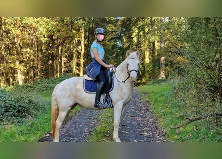 Connemara, Mare, 8 years, 14,2 hh