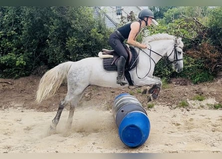 Connemara, Mare, 9 years, 13.2 hh, Grey