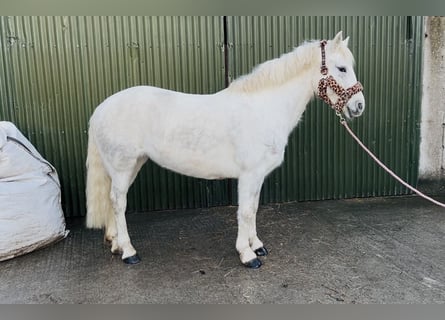 Connemara, Mare, 9 years, 14.2 hh, Grey