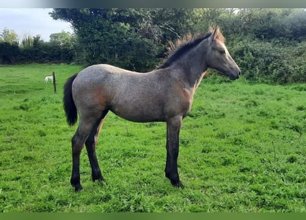 Connemara, Mare, Foal (06/2024), 14,2 hh, Roan-Bay