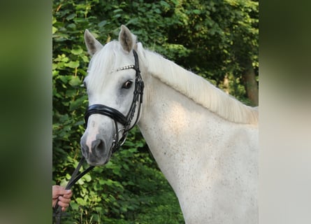 Connemara, Merrie, 11 Jaar, 145 cm, Schimmel