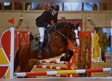 Connemara, Merrie, 11 Jaar, 146 cm