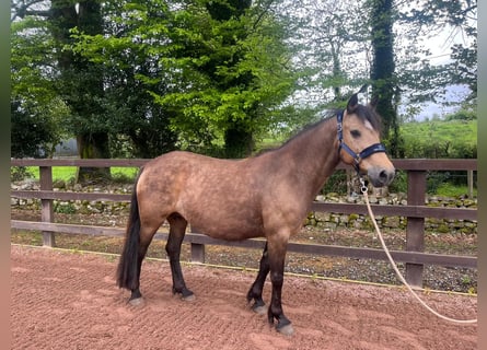 Connemara, Merrie, 11 Jaar, 147 cm, Falbe