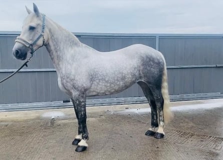 Connemara, Merrie, 12 Jaar, 147 cm, Schimmel