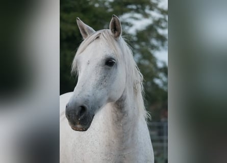 Connemara Mix, Merrie, 14 Jaar, 135 cm, Schimmel