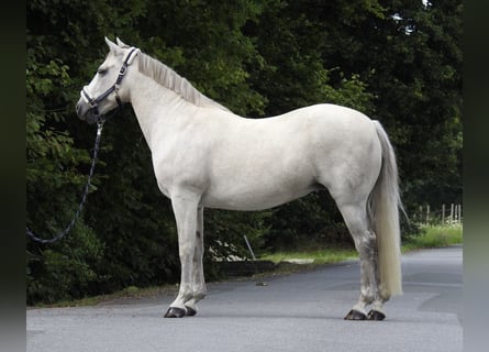Connemara, Merrie, 15 Jaar, 146 cm, Schimmel