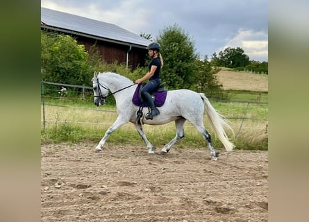 Connemara, Merrie, 15 Jaar, 147 cm, Schimmel