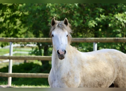 Connemara, Merrie, 3 Jaar, 149 cm, Schimmel