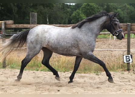 Connemara, Merrie, 3 Jaar, Roan-Red