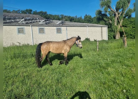 Connemara, Merrie, 4 Jaar, 145 cm, Buckskin