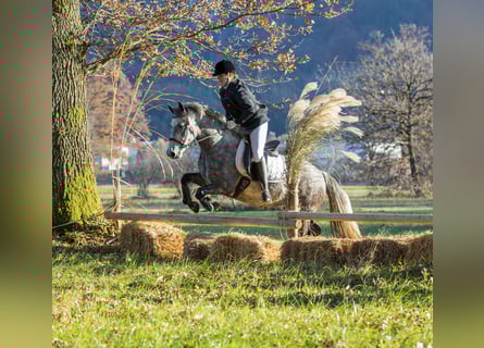 Connemara, Merrie, 4 Jaar, 145 cm, Schimmel