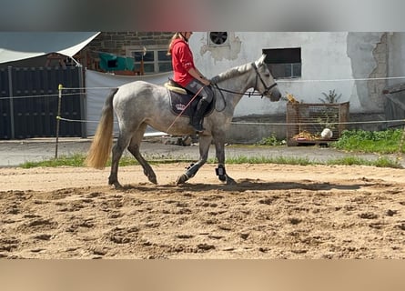 Connemara, Merrie, 4 Jaar, 146 cm, Blauwschimmel