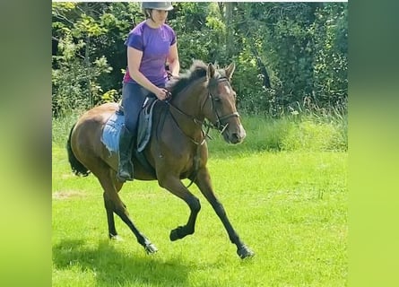 Connemara, Merrie, 4 Jaar, 147 cm, Brauner