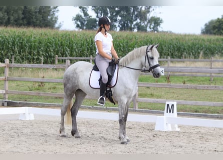 Connemara, Merrie, 4 Jaar, 150 cm, Blauwschimmel