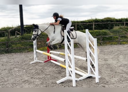Connemara, Merrie, 4 Jaar, 153 cm, Wit