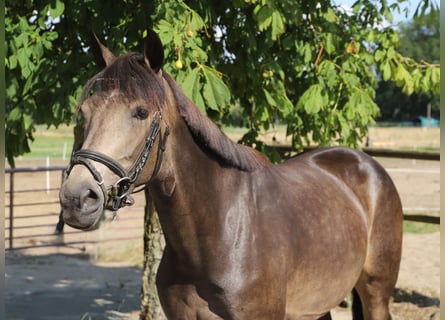 Connemara, Merrie, 4 Jaar, 155 cm, Brown Falb schimmel