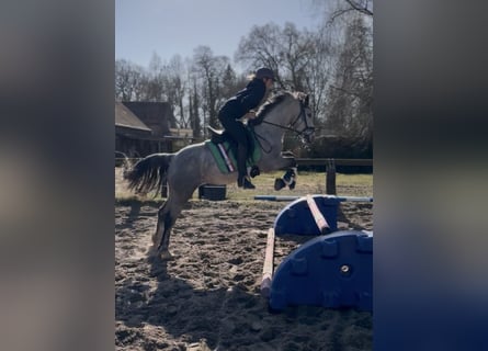 Connemara, Merrie, 5 Jaar, 146 cm, Appelschimmel