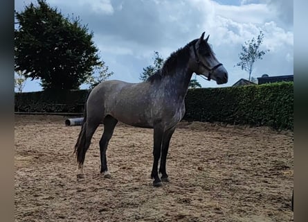 Connemara, Merrie, 5 Jaar, 147 cm, Brown Falb schimmel