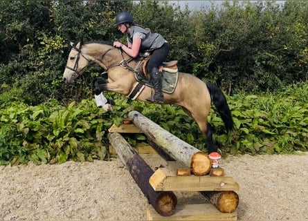 Connemara, Merrie, 5 Jaar, 148 cm, Falbe
