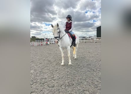 Connemara, Merrie, 5 Jaar, 148 cm, Schimmel