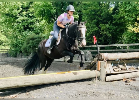 Connemara Mix, Merrie, 5 Jaar, 155 cm, Zwart