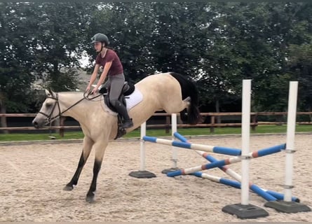 Connemara, Merrie, 5 Jaar, 163 cm, Falbe