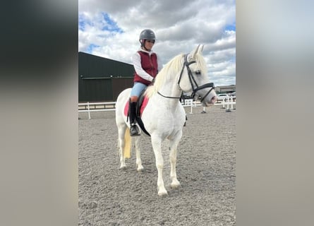 Connemara, Merrie, 5 Jaar, 163 cm, Schimmel