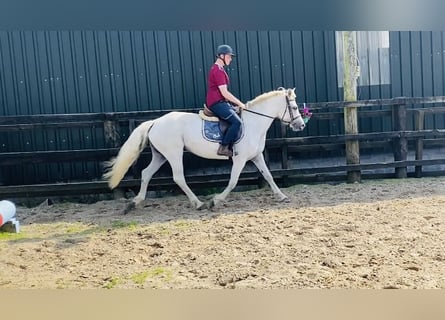 Connemara, Merrie, 6 Jaar, 146 cm, Schimmel