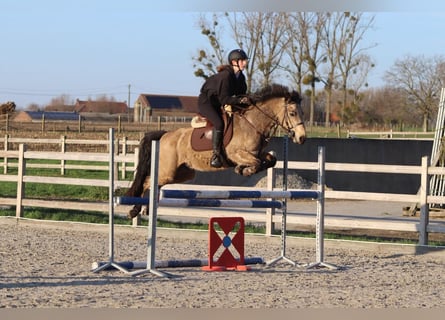 Connemara, Merrie, 6 Jaar, 151 cm, Falbe