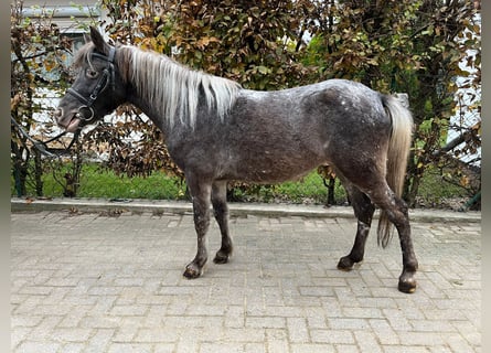 Connemara, Merrie, 8 Jaar, 122 cm, Zwartschimmel