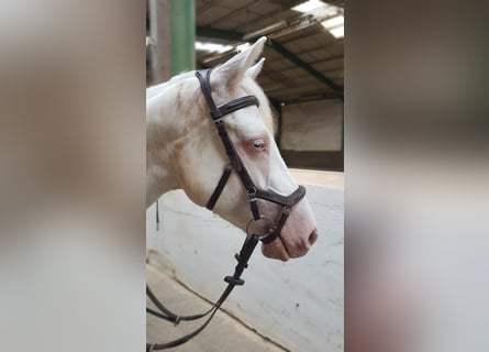 Connemara, Merrie, 8 Jaar, 149 cm, Cremello