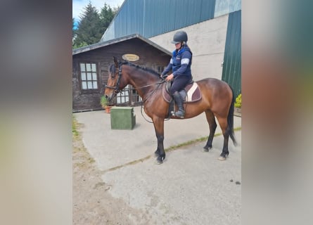 Connemara, Merrie, 8 Jaar, 152 cm, Roodbruin