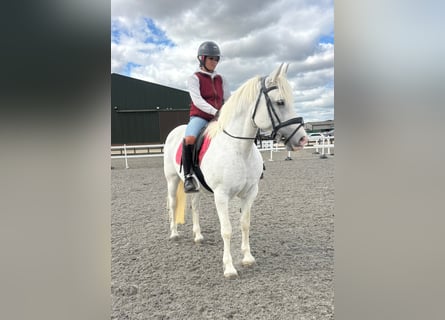 Connemara, Merrie, 8 Jaar, 152 cm, Roodbruin