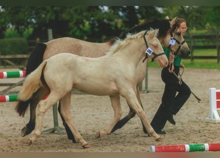 Connemara, Merrie, veulen (04/2024), Cremello