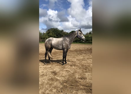 Connemara, Ruin, 3 Jaar, 148 cm, Schimmel