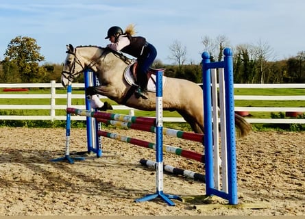 Connemara, Ruin, 3 Jaar, 150 cm, Falbe