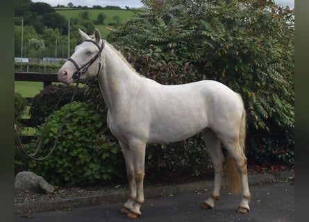 Connemara, Wallach, 4 Jahre, 153 cm, Cremello