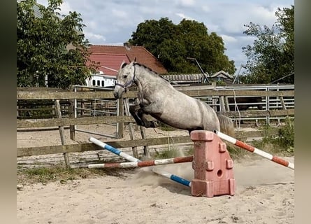 Connemara, Ruin, 4 Jaar, 153 cm, Schimmel