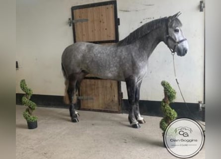 Connemara, Ruin, 5 Jaar, 143 cm, Schimmel