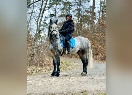 Connemara, Ruin, 5 Jaar, 148 cm, Zwartschimmel