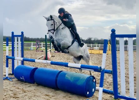 Connemara, Ruin, 5 Jaar, 155 cm, Schimmel