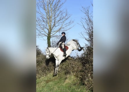 Connemara, Ruin, 5 Jaar, 158 cm, Schimmel