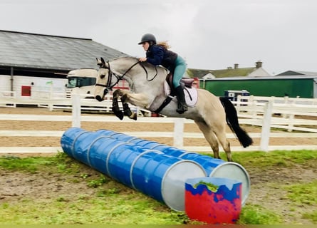 Connemara, Ruin, 6 Jaar, 155 cm, Falbe